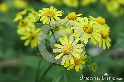 Yellow wild chrysanthemum Stock Photo