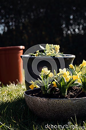 Yellow wild daffodil flowers in a pot in the garden Stock Photo