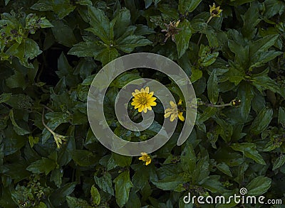 Yellow wild flower growing in a green bush very few flowers the loneliness of nature Stock Photo