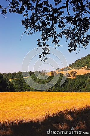 Yellow Wild Flower Meadow Stock Photo