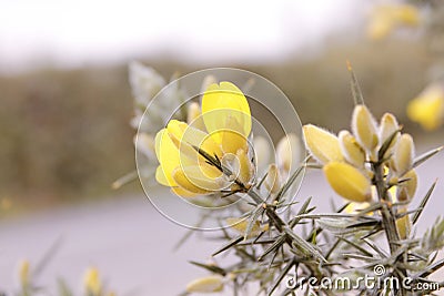 Yellow Wild Flower Stock Photo