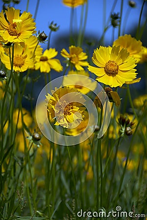 Yellow Wild flowers Stock Photo