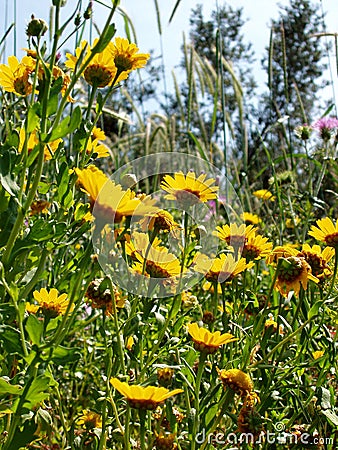 Yellow wild flowers Stock Photo