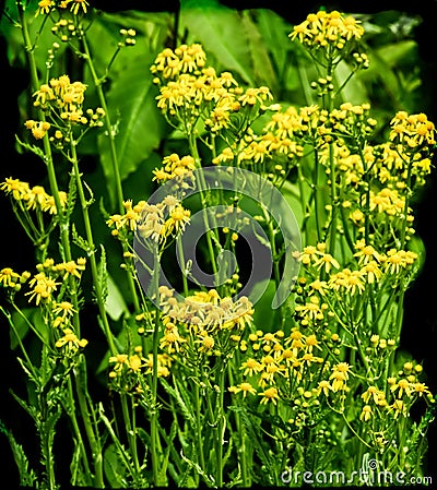 Yellow Wild Flowers on Black Stock Photo