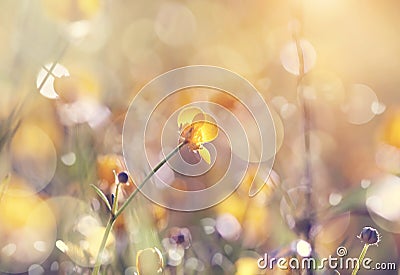 Yellow wild flowers of a buttercup. Stock Photo