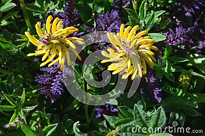 Yellow wild flowers in sub Alpine zone on Mt. Rainier, Washington State USA Stock Photo