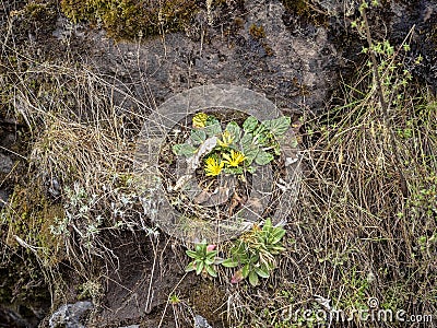 Yellow wild plant flower in Simien mountains national park, Ethiopia Editorial Stock Photo