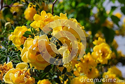 yellow wild rose bush in bloom Stock Photo