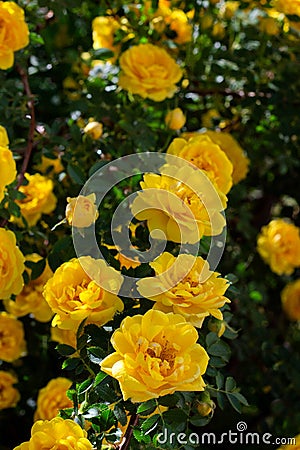 yellow wild rose bush in bloom. Vertical view Stock Photo