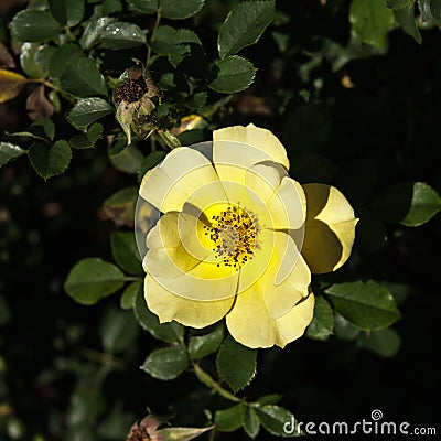 Yellow wild rose flower Stock Photo