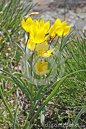 Yellow wild tulip Stock Photo