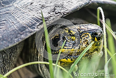 Yellow wild Turtle head walking in grass, macro photography Stock Photo