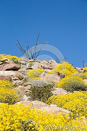 Blooming Rocky Mountain Stock Photo