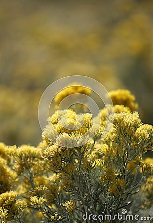 Yellow Wildflowers Stock Photo