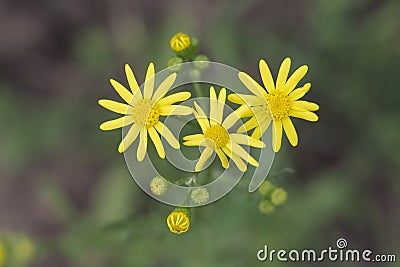 Yellow Wildflowers Stock Photo