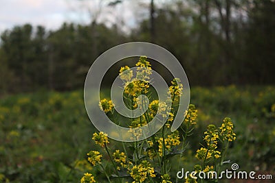 Yellow wildflowers in a field in springtime Stock Photo
