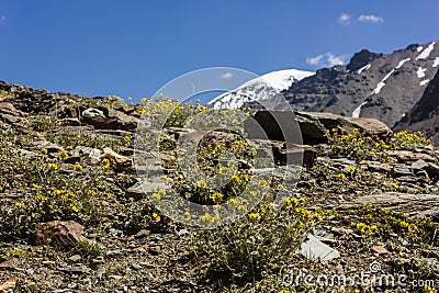 Yellow wildflowers on a green hillside Stock Photo