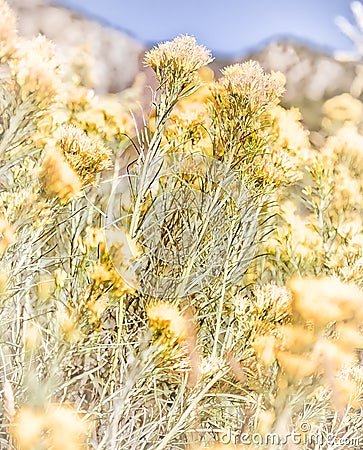 Yellow Wildflowers Stock Photo