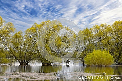 Yellow willow trees under a bright sky Stock Photo