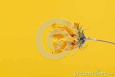 Yellow wilting flower of topinambur on yellow background, hanging Jerusalem artichoke flower Stock Photo