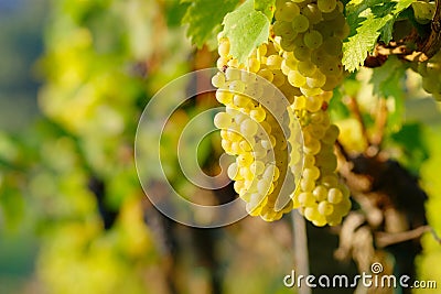 Yellow Wine Grape Stock Photo