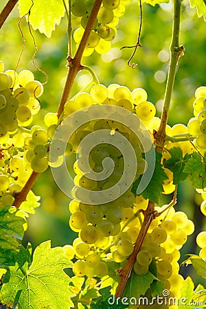 Yellow Wine Grape Stock Photo