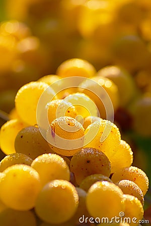 Yellow Wine Grapes In Autumn Stock Photo