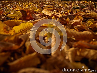 yellow withered leaves in the park Stock Photo