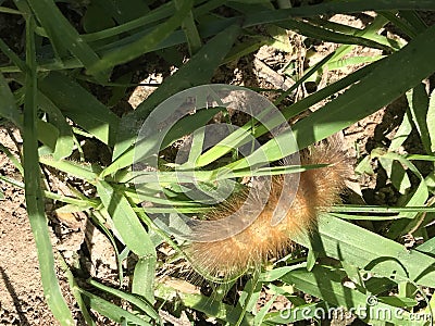 Yellow Woollybear Caterpillar - Virginian tiger moth - Spilosoma virginica Stock Photo