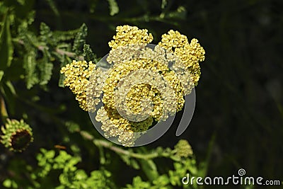 Yellow yarrow - Achillea millefoliium Stock Photo