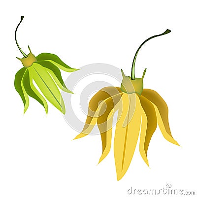 Yellow Ylang Ylang Flowers on White Background Vector Illustration