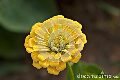 Yellow Zinnia flower Stock Photo