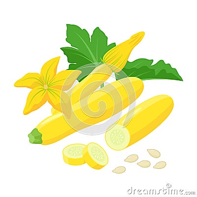 Yellow Zucchini with beautiful Squash blossoms and seeds isolated on white background. Vector botanical illustration of Vector Illustration