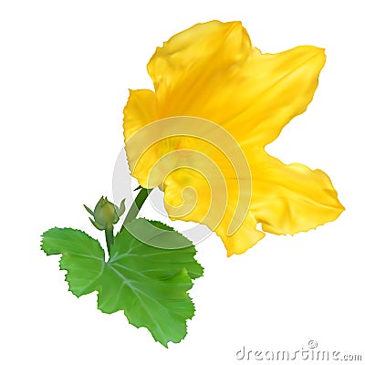 Yellow zucchini flower Stock Photo