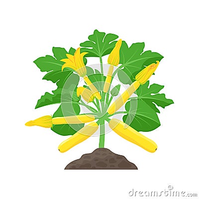 Yellow Zucchini plant with beautiful Squash blossoms isolated on white background. Vector botanical illustration of Vector Illustration