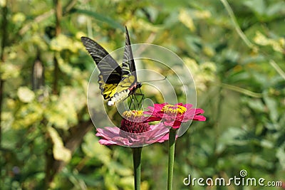 Yellow black butterfly watching flowers an Stock Photo
