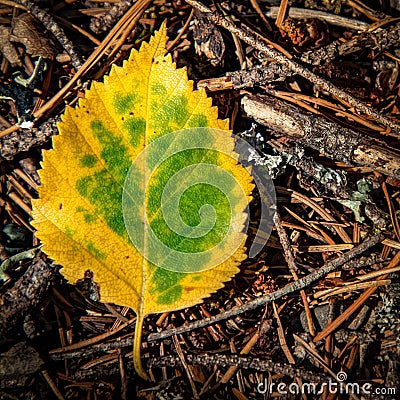 Yellowed Leaf Glows on the forest floor Stock Photo