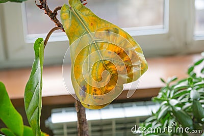 A yellowed leaf of a lyre-shaped ficus. Plant disease care and treatment concept.Ficus lyrata plant by close-up Stock Photo