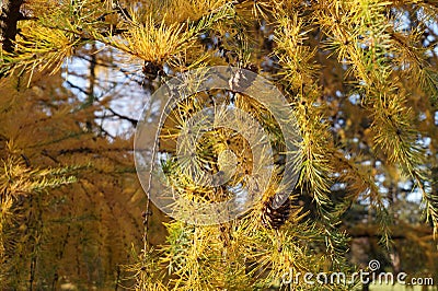 Yellowed needles larch just before dropping them for the winter. Autumn in the mountains Stock Photo