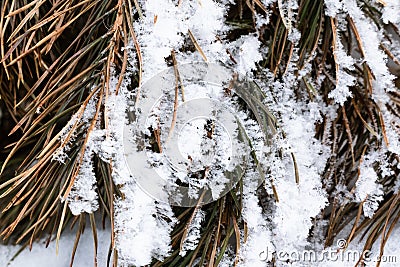 The yellowed needles were eating in the snow Stock Photo