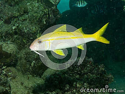Yellowfin goatfish Stock Photo