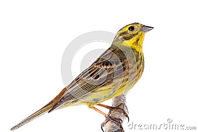 Yellowhammer Emberiza citrinella Stock Photo