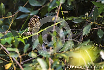 Yellowhammer Emberiza citrinella Stock Photo