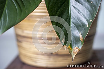 Yellowing spots on leaves on houseplant. Sick house plant. Dehydration plant by giving too little water Stock Photo