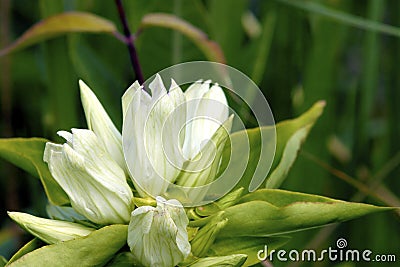 Yellowish Gentian 602110 Stock Photo