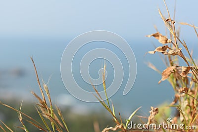 Yellowish grass in the foreground just behind a ocean Stock Photo