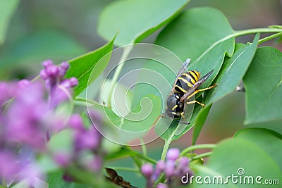 Yellowjacket on lilac leaf Stock Photo