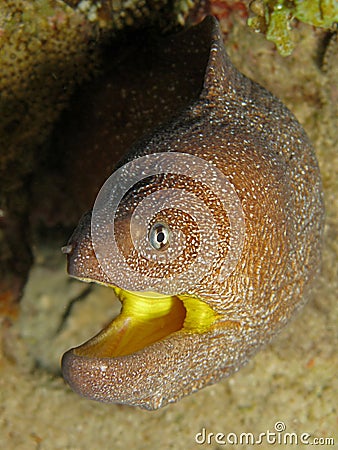 Yellowmouth Moray - Gymnothorax nudivomer Stock Photo
