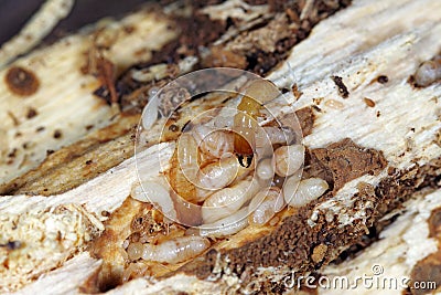 Yellownecked dry-wood termite Kalotermes flavicollis, a serious pest Stock Photo