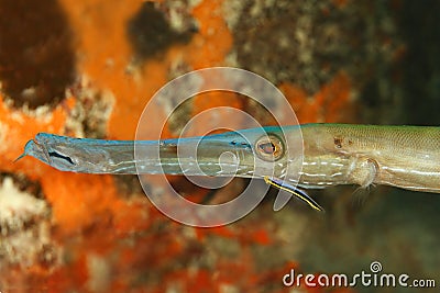Yellownose Goby Cleaning a Trumpetfish - Bonaire Stock Photo